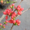 Chaenomeles xsuperba 'Clementine' - pigwowiec pośredni - Chaenomeles xsuperba'Clementine'