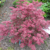 Acer palmatum 'Beni-komachi'- Japanese maple - Acer palmatum Beni-komachi