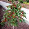 Cotoneaster nanshan- irga wczesna - Cotoneaster nanshan   ;  Cotoneaster praecox