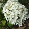 Hydrangea arborescens 'Annabelle' - hortensja drzewiasta ;hortensja krzewiasta ; hortensja krzaczasta - Hydrangea arborescens 'Annabelle'