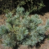 Pinus pumila 'Globe'- sosna karłowa - Pinus pumila 'Globe