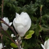 x soulangeana 'Alba Superba' - Tulpen-Magnolie - Magnolia x soulangeana 'Alba Superba'