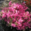 Madame van Hecke - Japanese Azalea - Madame van Hecke - Rhododendron