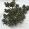 Pinus thunbergii 'Kotobuki' - sosna Thunberga - Pinus thunbergii 'Kotobuki'