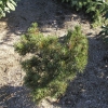 Pinus thunbergii 'Kotobuki' - sosna Thunberga - Pinus thunbergii 'Kotobuki'