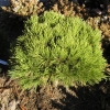 Pinus heldreichiis  'Schmidtii' -  Bosnian Pine - Pinus heldreichii 'Schmidtii'   ;  Pinus leucodermis