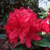 Red Impulse - Rhododendron hybrid - Red Impulse - Rhododendron hybridum