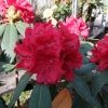 Red Impulse - Rhododendron hybrid - Red Impulse - Rhododendron hybridum