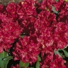 Red Impulse - Rhododendron hybrid - Red Impulse - Rhododendron hybridum