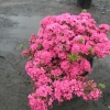 Anne Frank - Japanese azalea - Anne Frank - Rhododendron