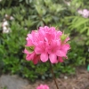 Anne Frank - Japanese azalea - Anne Frank - Rhododendron