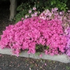 Doubrava - Japanese azalea - Doubrava - Rhododendron