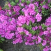 Geisha Purple - Japanese azalea - Geisha Purple - Rhododendron