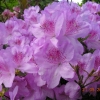 Ledikanense - Japanese azalea - Ledikanense - Rhododendron