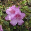 Ledikanense - Japanese azalea - Ledikanense - Rhododendron