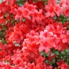 Stewartstonian - Japanese azalea - Stewartstonian - Rhododendron