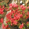 Stewartstonian - Japanese azalea - Stewartstonian - Rhododendron