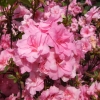 Rosebud - Japanese azalea - Rosebud - Rhododendron