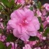 Rosebud - Japanese azalea - Rosebud - Rhododendron