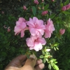 Rosebud - Japanese azalea - Rosebud - Rhododendron