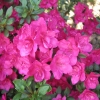 Torello - Japanese azalea - Torello - Rhododendron