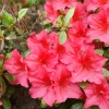 Vuyks Scarlet - Japanese Azalea - Vuyks Scarlet - Rhododendron