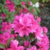 Noriko - Japanese Azalea - Noriko - Rhododendron