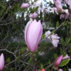 x soulangeana 'Pinkie' - saucer magnolia - Magnolia xsoulangeana 'Pinkie'