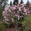 x soulangeana 'Pinkie' - saucer magnolia - Magnolia xsoulangeana 'Pinkie'