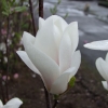 x soulangeana 'Alba Superba' - Tulpen-Magnolie - Magnolia x soulangeana 'Alba Superba'