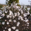 Rosea - Stern-Magnolie - Rosea - Magnolia stellata