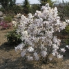 Rosea - Stern-Magnolie - Rosea - Magnolia stellata