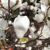 x soulangeana 'Lennei Alba' - Tulpen-Magnolie - Magnolia x soulangeana 'Lennei Alba'