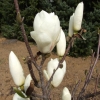 x soulangeana 'Lennei Alba' - Tulpen-Magnolie - Magnolia x soulangeana 'Lennei Alba'