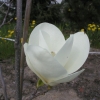 x soulangeana 'Lennei Alba' - Tulpen-Magnolie - Magnolia x soulangeana 'Lennei Alba'