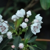 Kalmia latifolia 'Peppermint'-Mountain Laurel Peppermint Calico-bush - Kalmia latifolia 'Peppermint'