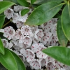 Kalmia latifolia 'Peppermint'-Mountain Laurel Peppermint Calico-bush - Kalmia latifolia 'Peppermint'