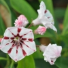 Kalmia latifolia 'Peppermint'-Mountain Laurel Peppermint Calico-bush - Kalmia latifolia 'Peppermint'