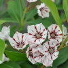 Kalmia latifolia 'Peppermint'-Mountain Laurel Peppermint Calico-bush - Kalmia latifolia 'Peppermint'