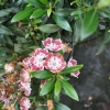 Mountain Laurel  'Minuet' Calico-bush - Kalmia latifolia 'Minuet'