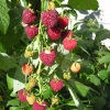 Rubus idaeus Polka - malina - Rubus idaeus Polka