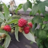 Rubus idaeus Polka - malina - Rubus idaeus Polka