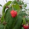 Rubus idaeus Polka - malina - Rubus idaeus Polka