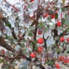 Cotoneaster nanshan- irga wczesna - Cotoneaster nanshan   ;  Cotoneaster praecox