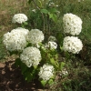 Hydrangea arborescens 'Annabelle' - hortensja drzewiasta ;hortensja krzewiasta ; hortensja krzaczasta - Hydrangea arborescens 'Annabelle'