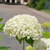 Hydrangea arborescens 'Annabelle' - hortensja drzewiasta ;hortensja krzewiasta ; hortensja krzaczasta - Hydrangea arborescens 'Annabelle'