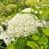 Hydrangea arborescens 'Annabelle' - hortensja drzewiasta ;hortensja krzewiasta ; hortensja krzaczasta - Hydrangea arborescens 'Annabelle'