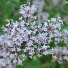 Syringa meyeri 'Palibin'- Lilak Meyera - Syringa mayeri 'Palibin'