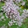 Syringa meyeri 'Palibin'- Lilak Meyera - Syringa mayeri 'Palibin'