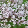 Syringa meyeri 'Palibin'- Lilak Meyera - Syringa mayeri 'Palibin'